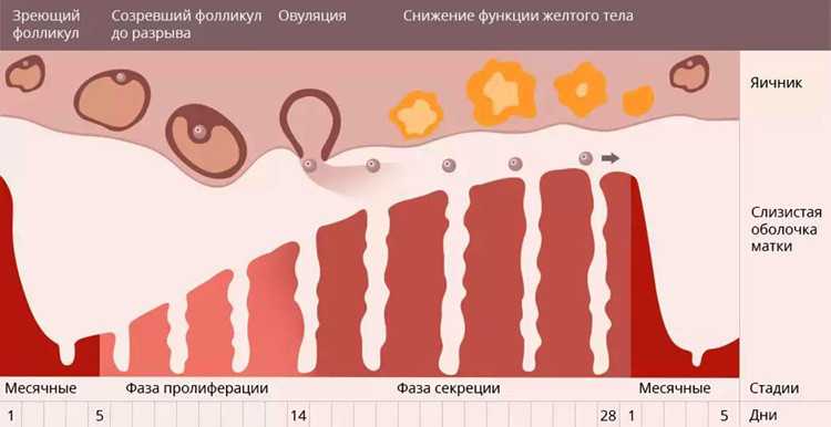 Овуляция в картинках