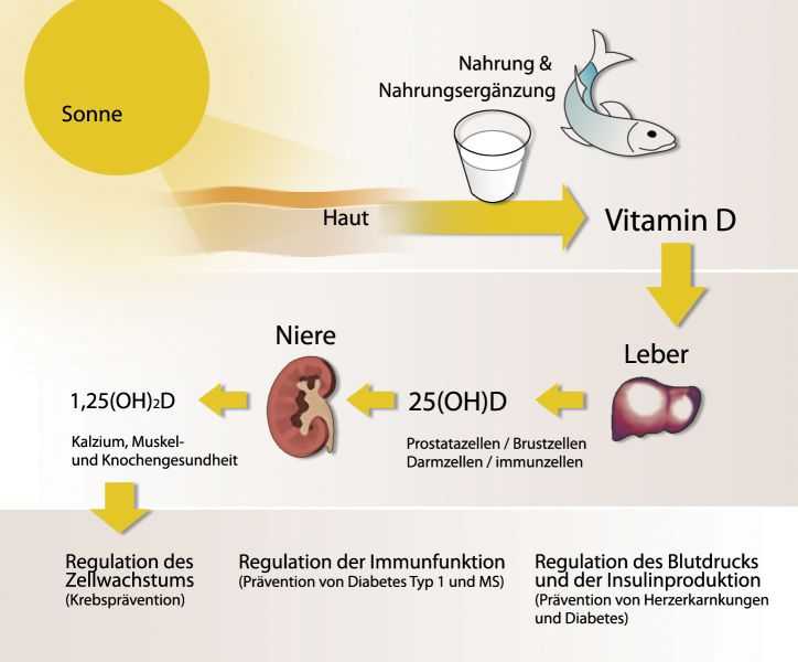 Витамин д пить постоянно. Витамин д. Мифы о витамине д. Мифы и правда про витамин д. Метаболизм витамина д в организме.