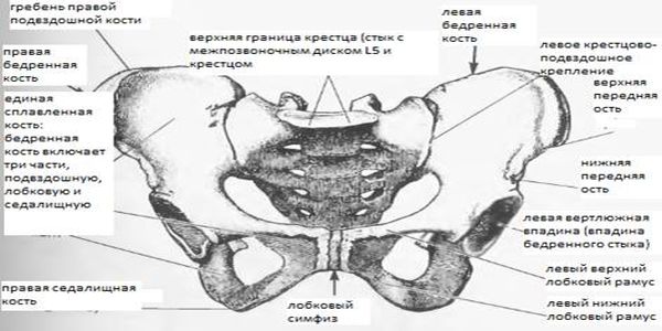 Таз с акушерской точки зрения. Анатомия женского таза в акушерстве. Таз анатомия Акушерство. Анатомия малого таза Акушерство. Безымянные кости таза анатомия.