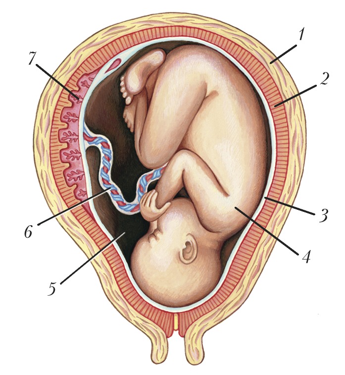 Матка матери. Плодные оболочки пуповина и плацента это. ОКОЛОПЛОДНЫЙ пузырь и плацента строение. Оболочки плодного пузыря.