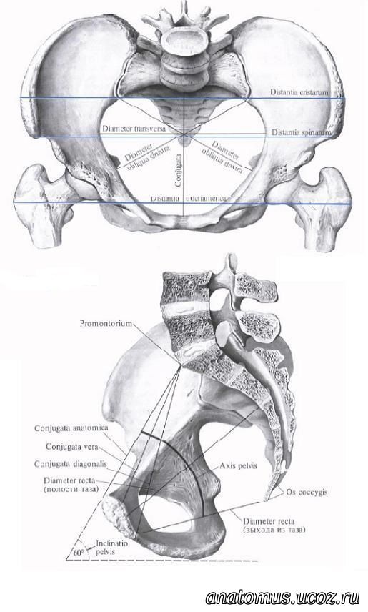 Схема таза женщины
