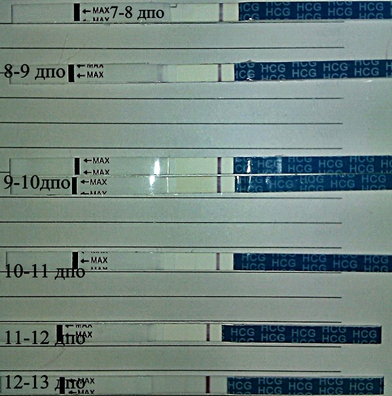 Какой дпо. Тест на беременность ДПО. Тесты на беременность по дням. ДПО это в беременности. Тесты на беременность по дням ДПО.