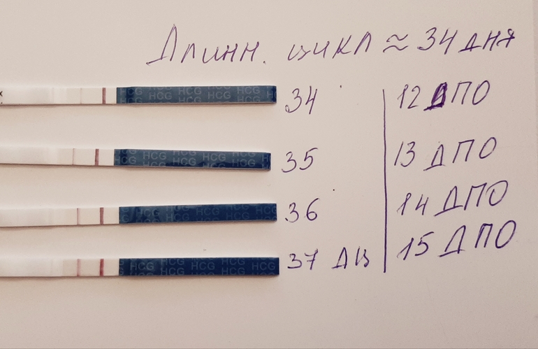 Поздняя овуляция. При поздней овуляции. Тесты при поздней овуляции. Тест на беременность с поздней овуляцией.