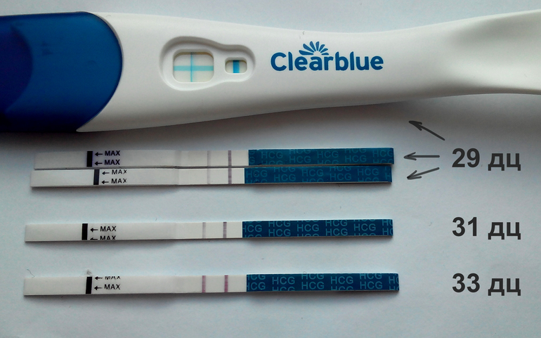 Тест на беременность на 26 день цикла