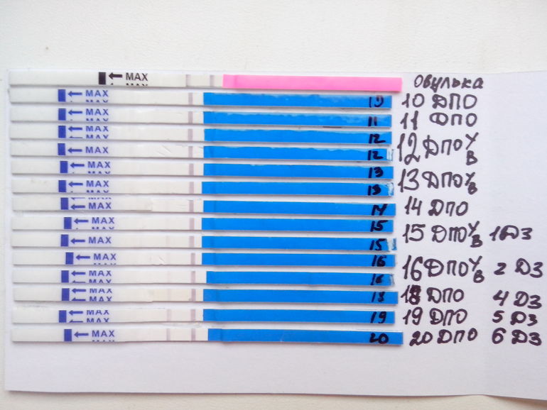 Положительные тесты на беременность на ранних сроках фото по дням