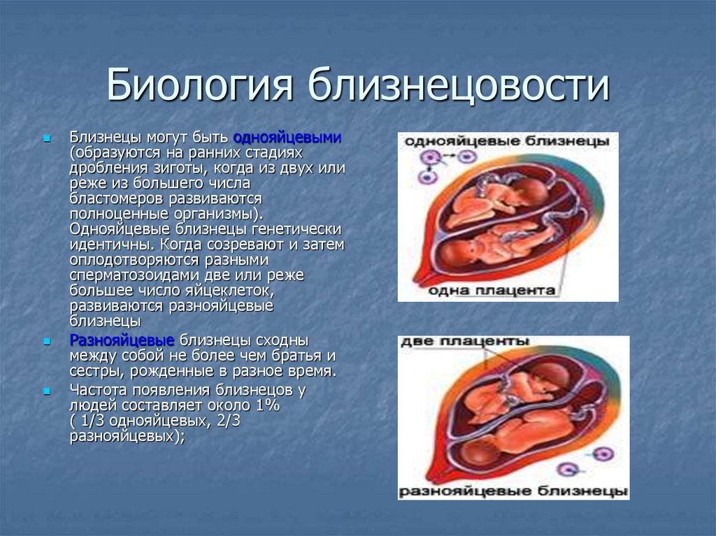 Близнецы это. Близнецы биология. Однояйцевые Близнецы биология. Однояйцевые Близнецы генетически идентичны. Двойняшки биология.