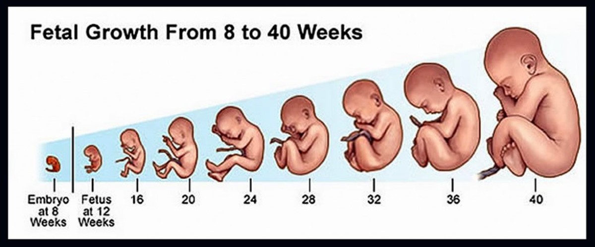 Cuanto tarda en implantarse un embrion de 5 dias