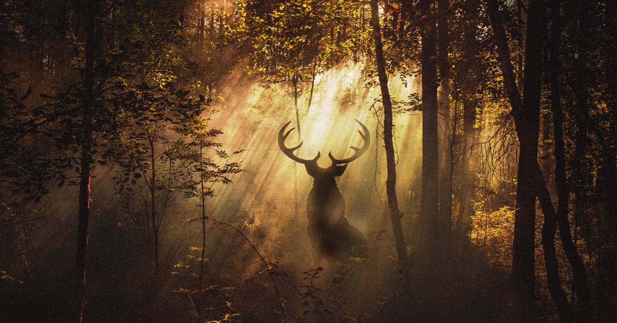Как мистика леса оживает в ночной тиши: Захватывающее путешествие в мир теней