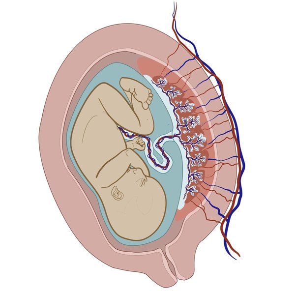 Плацента это. Краевой синус плаценты. Пупочный канатик. Плацента, плод. Плацента и пуповина анатомия.