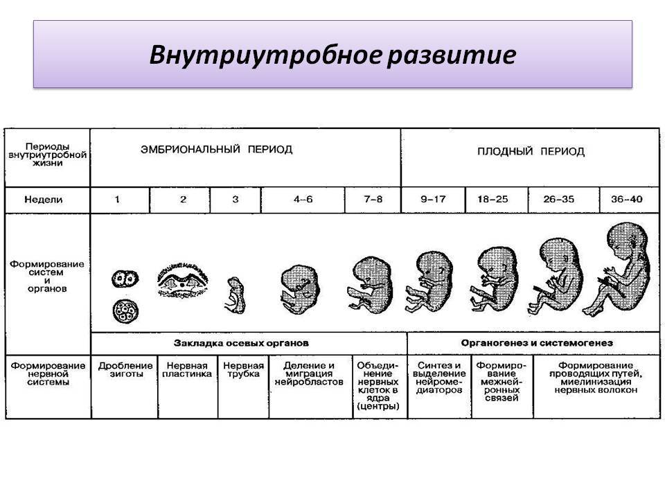 Через какое время формируется. Этапы внутриутробного развития человека таблица. Этапы эмбрионального периода таблица. Схема периодов внутриутробного развития плода. . Периодизация на этапе внутриутробного развития плода.