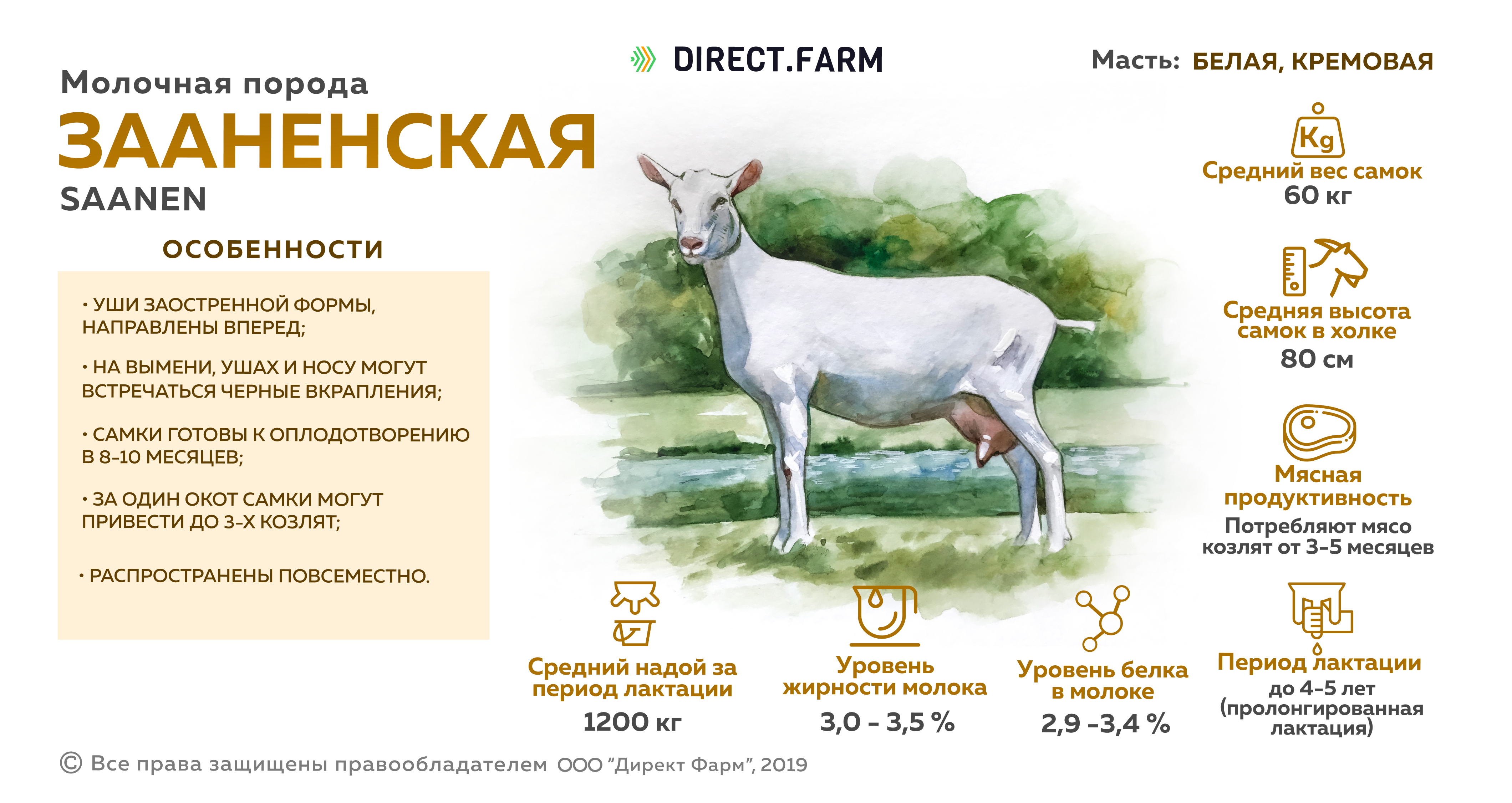 Зааненская порода козел. Породы коз таблица. Коза зааненская - ламанча порода. Сравнительная таблица продуктивности молочных коз.