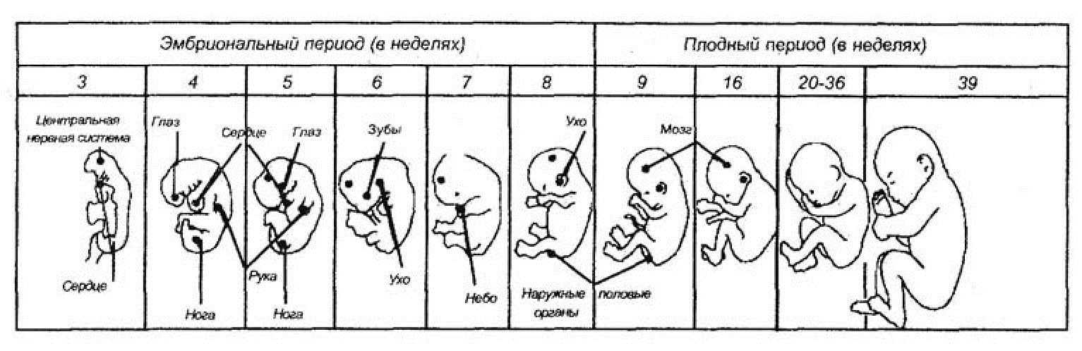 Как измерить малыша в утробе: Точный расчет размеров плода по УЗИ