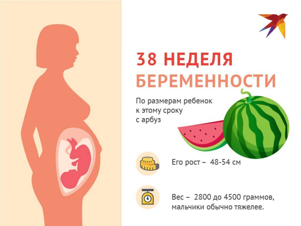 Беременность фрукты размер. 38 Неделя беременности вес. Вес плода в 38 недель беременности. Вес ребёнка на 38 неделе беременности.