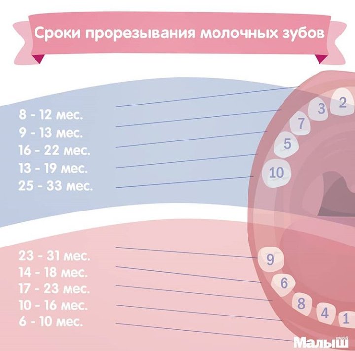 Первые зубы у младенцев последовательность во сколько фото