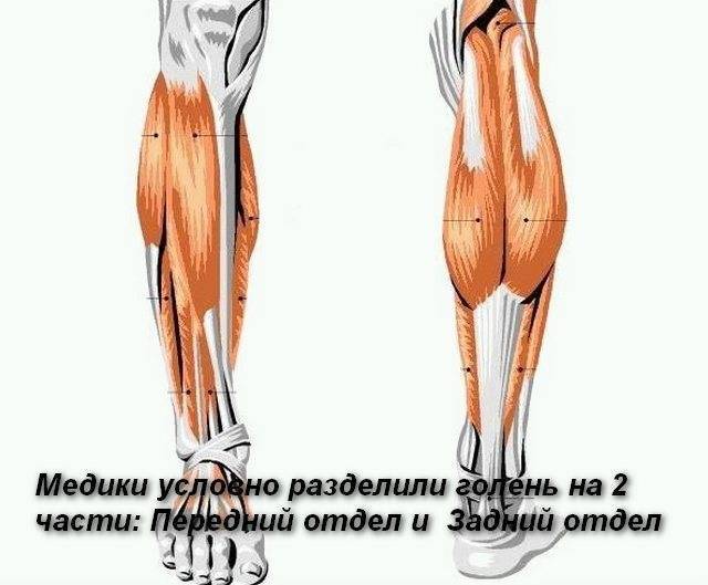 Онемение передней части бедра. Онемения внутренней части бедра. Немеют икры ног причина у мужчин.