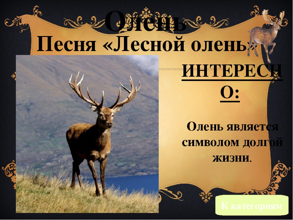 Лесной олень текст. Лесной олень песня. Песня Лесной олень текст. Песня про оленя.