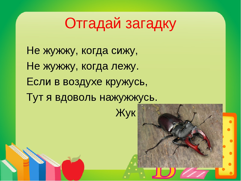 Текст про жуков. Загадки. Загадка про жука. Загадка про жука для детей. Загадка про жука 1 класс.