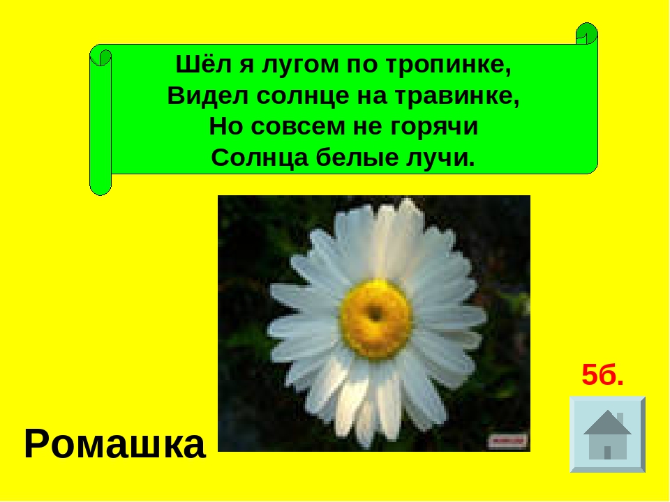 Пойдем лугам. Солнце с белыми лучами. Шёл я лугом по тропинке видел солнце на травинке. Изложение солнце с белыми лучами. Краткое изложение солнце с белыми лучами.