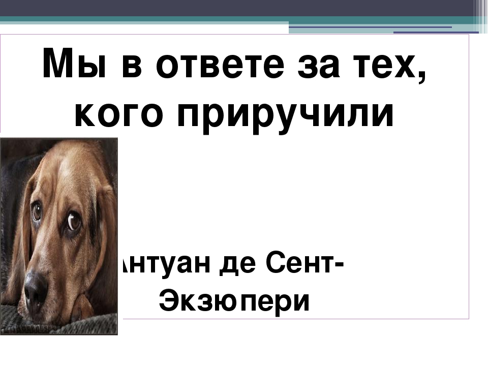 Мы в ответе за тех кого приручили. Мы в ответе за тех кого приручили Антуан де сент Экзюпери. Выражение мы в ответе за тех кого приручили.