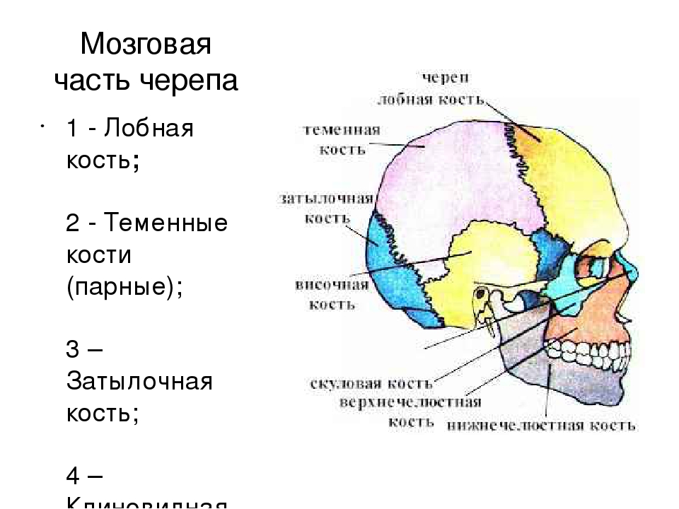 Череп 5 букв. Кости мозгового отдела черепа. Теменная кость черепа строение. Скелет головы мозговой отдел кости. Мозговой череп анатомия строение.