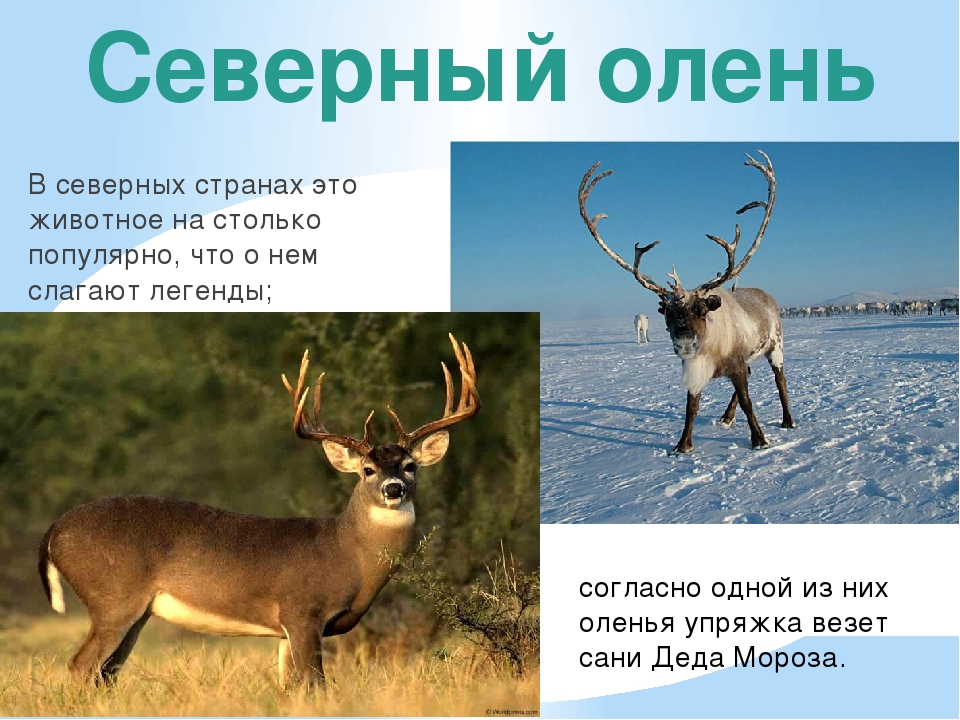 Существительное к слову олень. Северный олень природная зона. Страна оленей. Северный олень природная зона России. Северный олень в какой природной зоне.