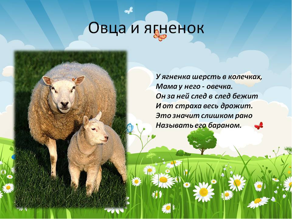 Слово овца. Стих про овцу. Загадка про овцу. Презентация про домашних животных. Стишок про овечку для малышей.