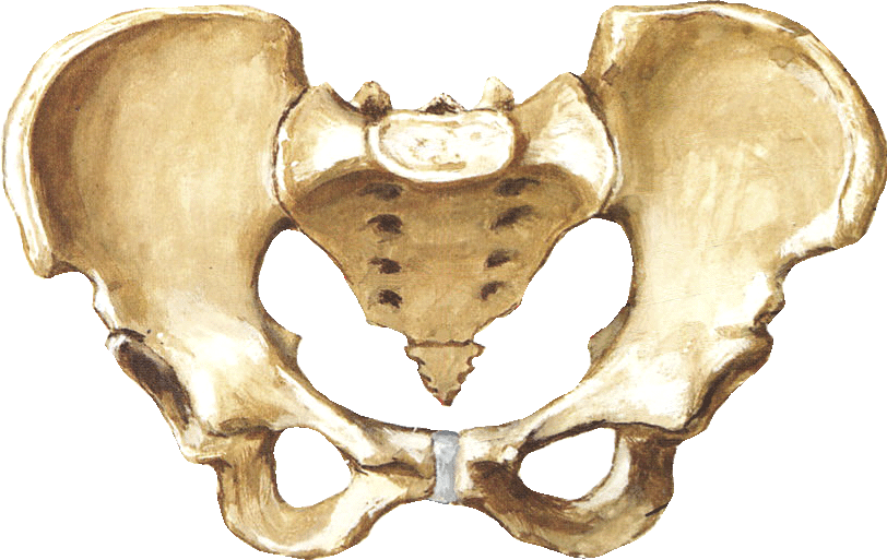 Анатомия малый таз кости. Большой и малый таз анатомия. Малый таз у женщин анатомия кости. Анатомия женского таза в акушерстве.