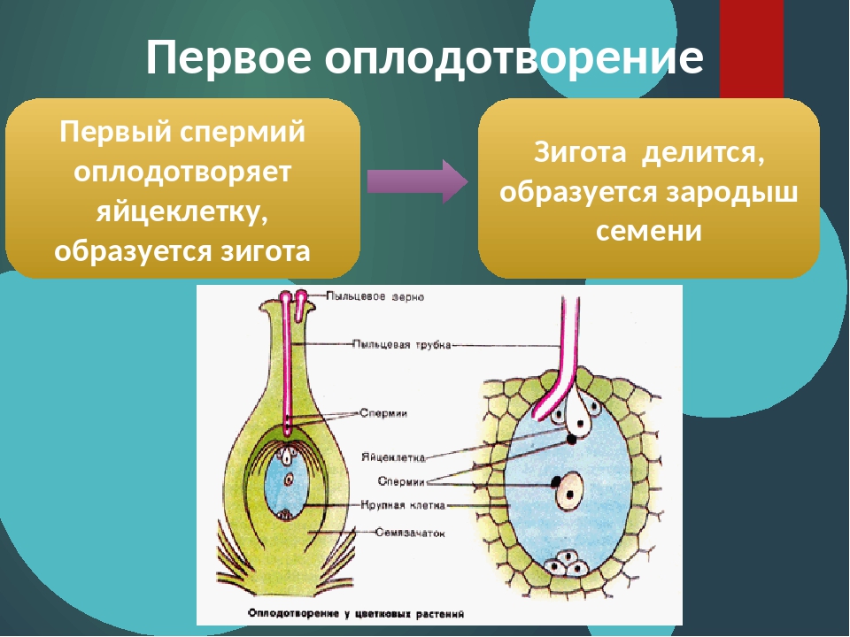 Схема двойного оплодотворения которая отражала бы суть процесса 6 класс