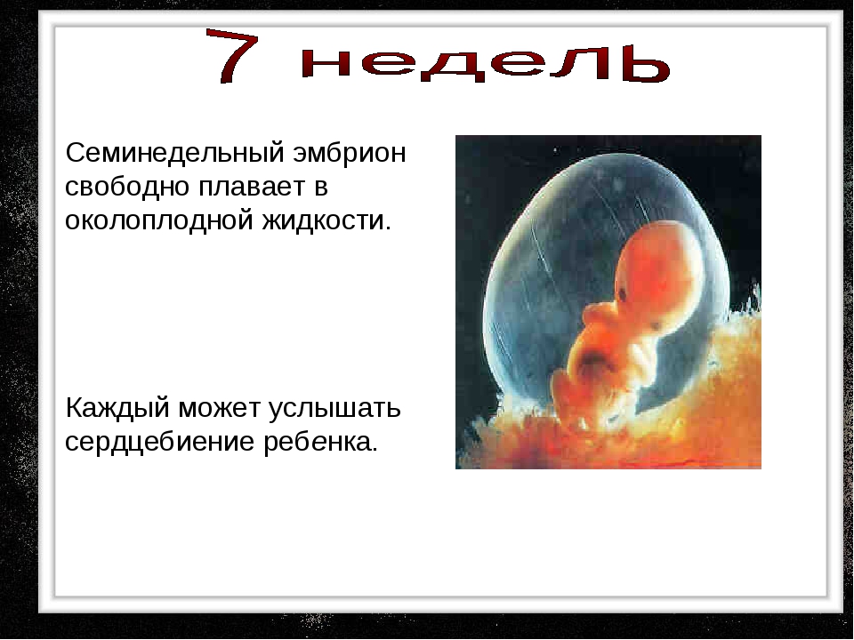 Плод становится человеком. Размеры эмбриона человека. Размер зародыша на 7 неделе.