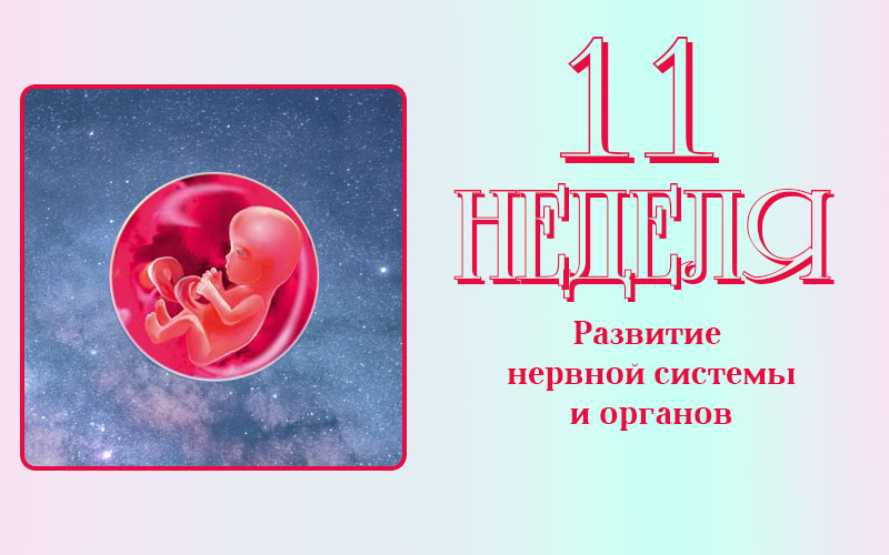Малыш на 11 неделе. Эмбрион на 11 неделе беременности. Размер ребенка на 11 неделе.