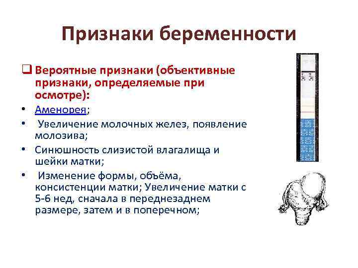 Какие признаки б. Физиологические симптомы беременности. Признаки беременности. Объективные признаки беременности. Вероятные признаки беременности.