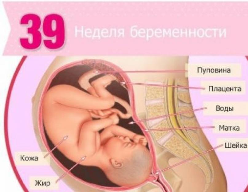 Картинки 27 Недели Беременности