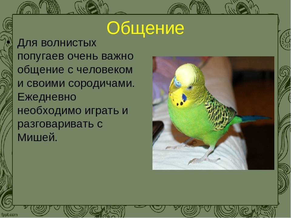 Что понимают попугаи. Интересные факты о волнистых попугаях. Волнистый попугай презентация. Доклад о волнистом попугае. Описание попугая.