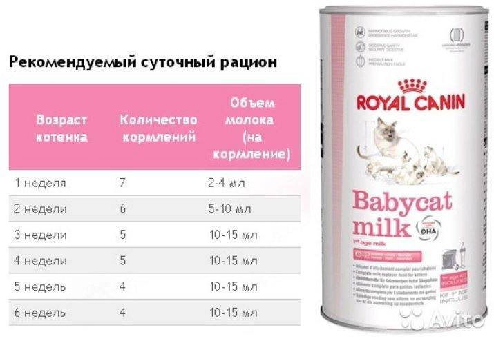 Чем лучше кормить котенка 2 месяца