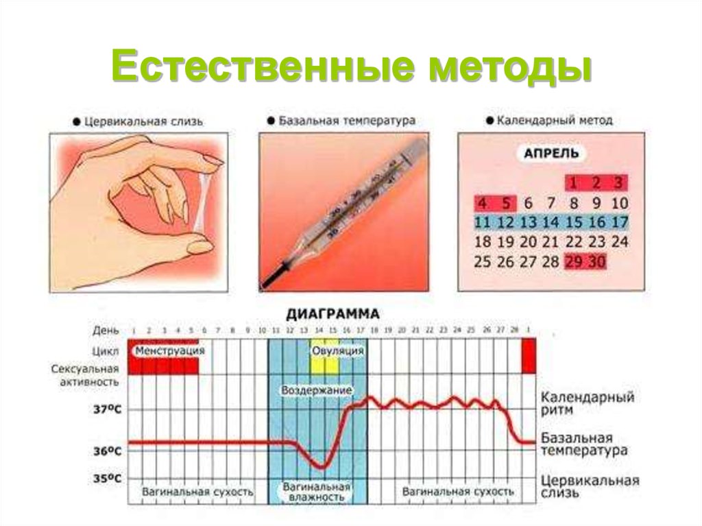 Как происходит зачатие при овуляции: Интимные секреты природы