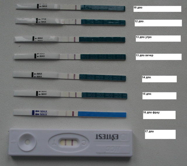 На какой день тест показывает беременность