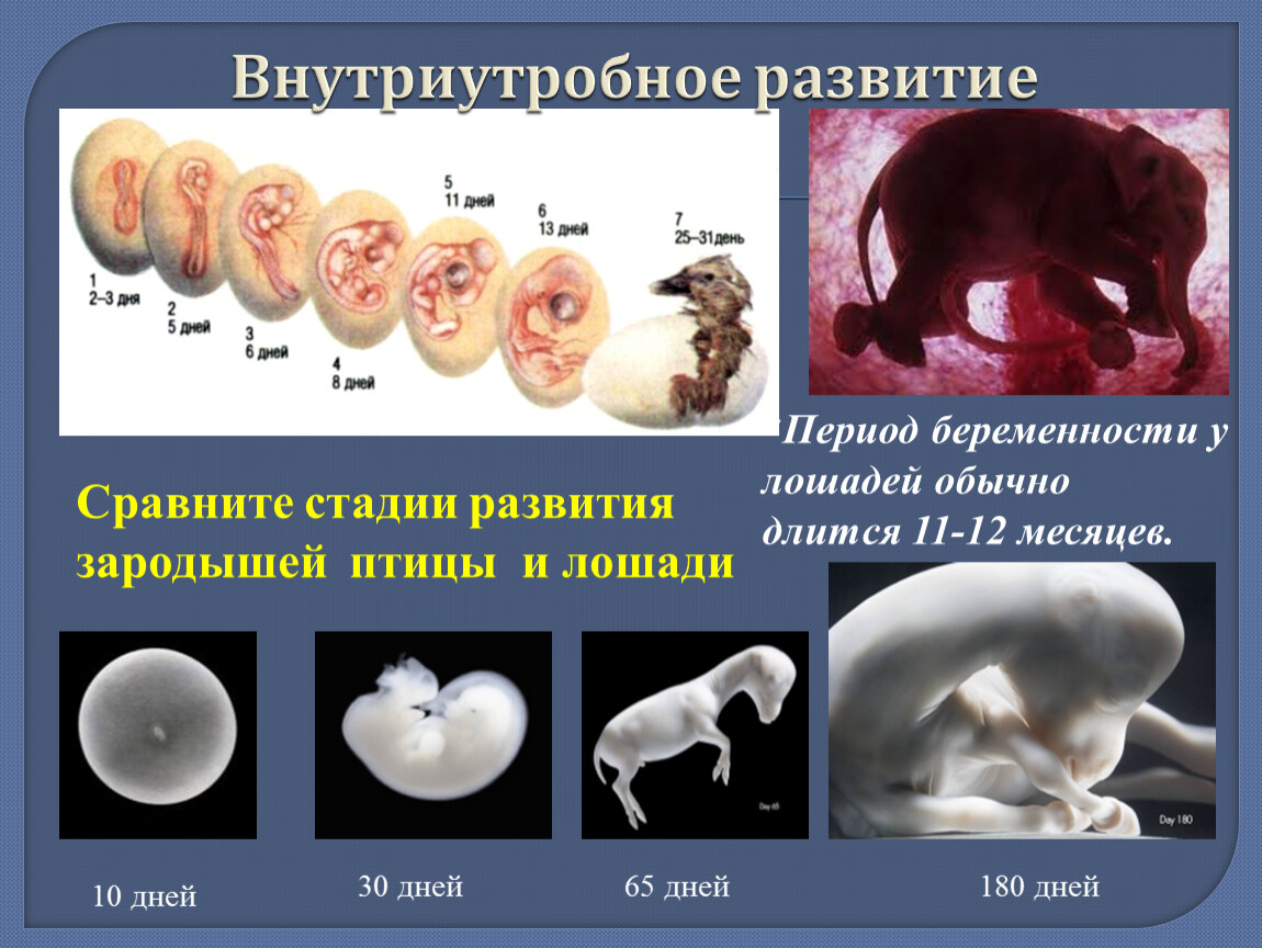 Внутриутробный период у человека длится. Зародыш эмбрион плод стадии. Эмбриональная стадия внутриутробного развития человека в неделях. Внутриутробное развитие зародыша млекопитающих. Периоды развития эмбриона животного.