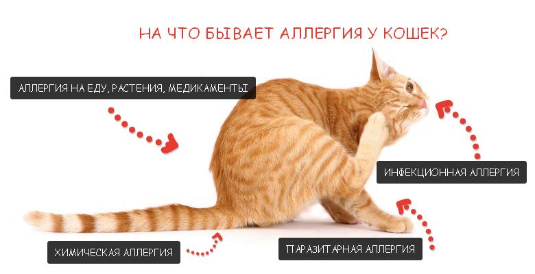 Кошка может вызвать аллергию. Аллергия на кошек на кошек.