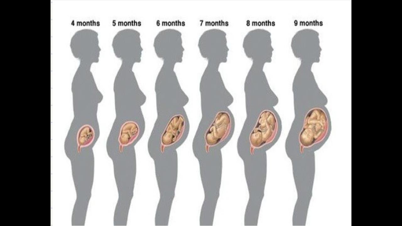 Во сколько чувствуется шевеление. Расположение плода в первом триместре. Расположение ребенка в утробе по шевелениям. Расположение эмбриона в животе. Расположение плода на 14 неделе беременности.