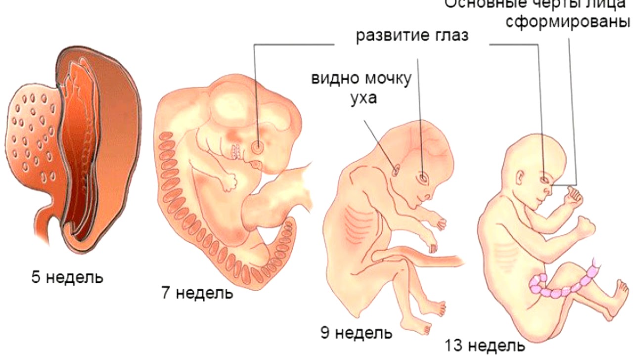 Первые триместра это сколько. 1 Триместр беременности плод. 1 Триместрбере енности. Формирование плода в 1 триместр. Ребенок в 1 триместре беременности.