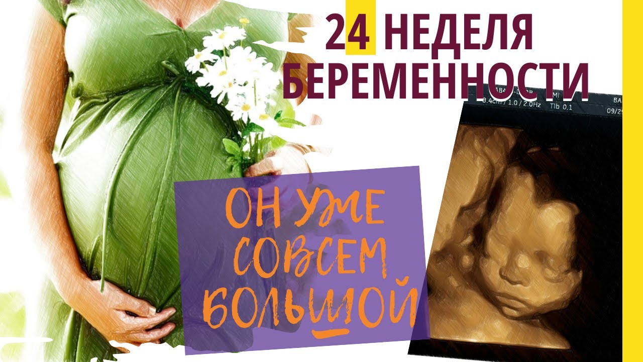 24 Недели беременности отзывы. 24ая неделя беременности. 3д беременные. 40 недель беременности отзывы