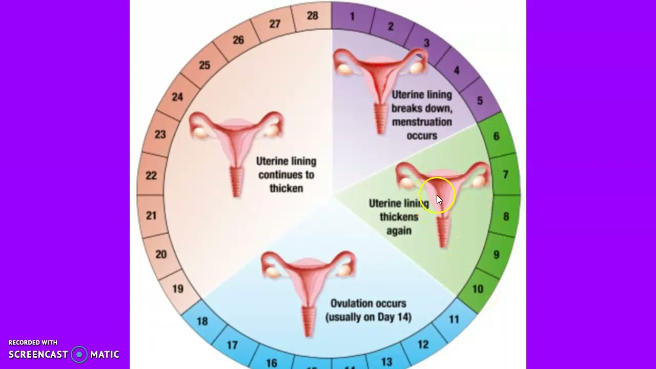 После полового акта через сколько можно забеременеть. Менструальный цикл. Женский цикл. Цикл менструационного цикла. Месячный цикл у женщин.
