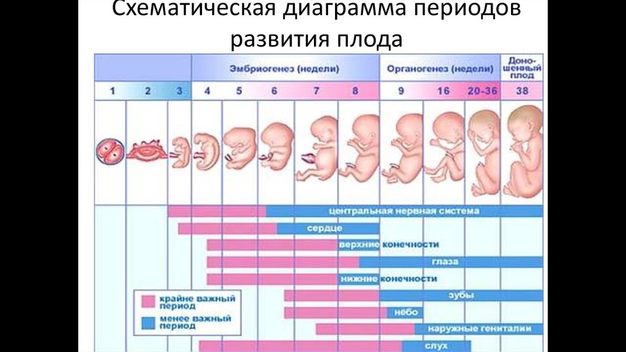 Сколько длится триместр