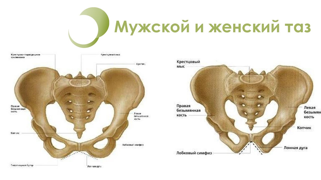 Мужской скелет