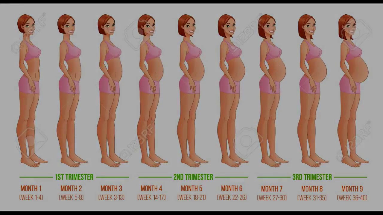 На какой неделе беременности растет животик. Размер живота беременной по месяцам. Размер живота при беременности по месяцам. Размер живота при беременности. Размер живота по срокам беременности.