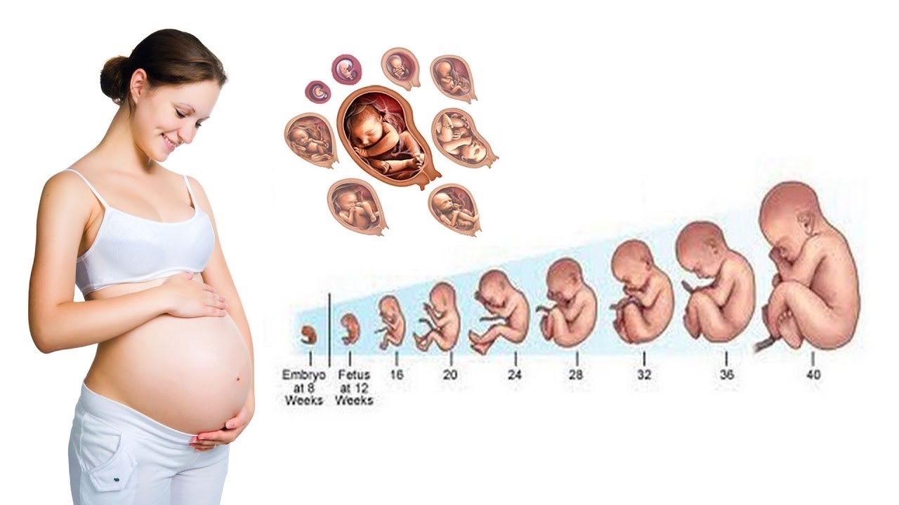 26-27 недель беременности: что важно знать будущим мамам