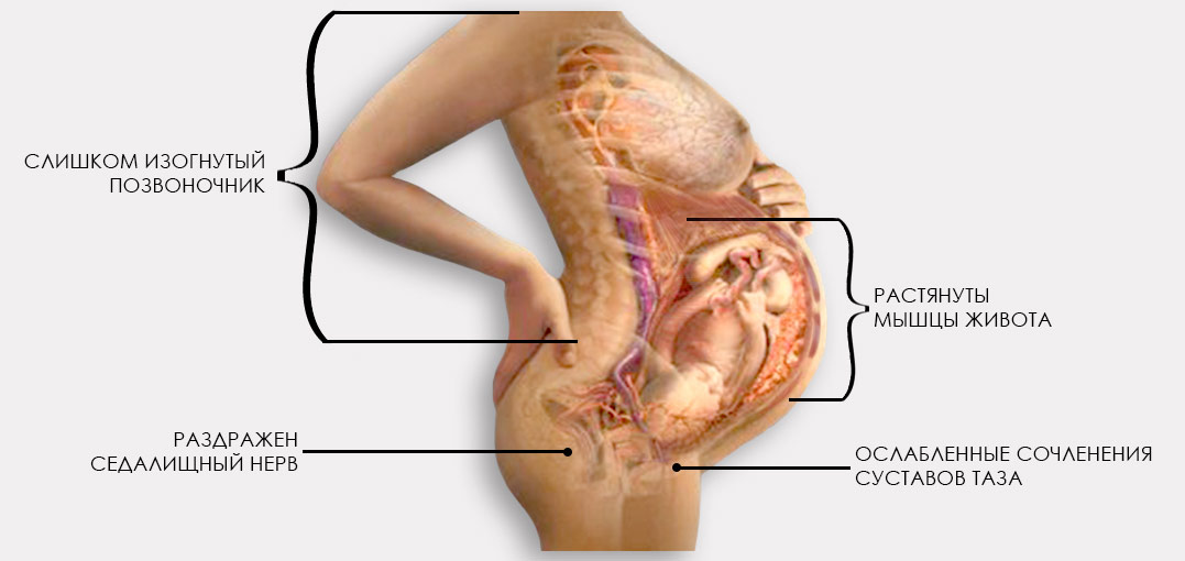 Нервы после родов. Расположение органов у беременной женщины. Организм женщины. Тело беременной женщины. Расположение органов при беременности 2 триместр.