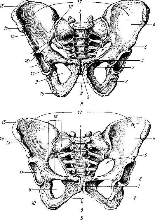 Кости таза женщины анатомия рисунок