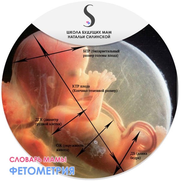 Фетометрия. Фетометрия БПР. Бипариетальный размер плода. Фетометрия плода БПР что это. УЗИ БПР плода что это.