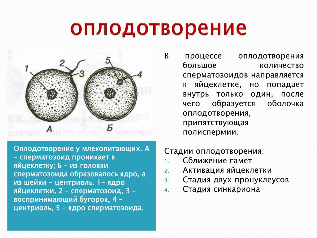 Схема оплодотворения яйцеклетки